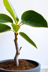 Nhân giống cây bằng cành