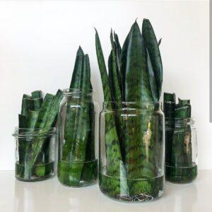Nhân giống cây bằng rễ