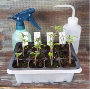 Nhân giống cây cảnh mini