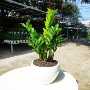 Nhân giống cây cảnh mini