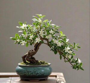 Nhân giống cây cảnh mini