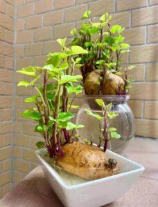 Nhân giống cây không đất
