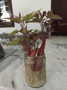Nhân giống cây không đất