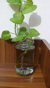 Nhân giống cây nước