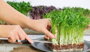 Nhân giống cây từ hạt