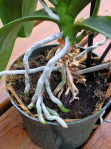 Nhân giống cây từ hạt