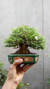 Những sai lầm khiến cây không sống được