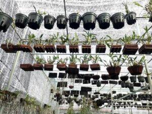 Phân biệt nhân giống hữu tính và vô tính