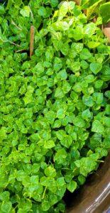 Phân hữu cơ dạng nước