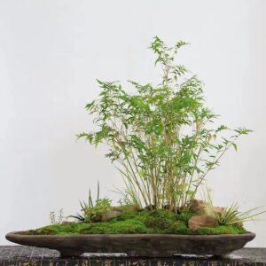 Tách nhánh cây cảnh