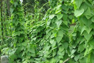 Trị sâu bệnh cho cây