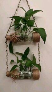 Trồng cây trong chai nhựa