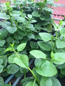 Trồng rau hữu cơ