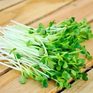 Trồng rau không cần đất