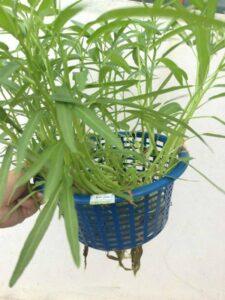 Trồng rau không cần đất