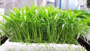 Trồng rau trong thùng xốp