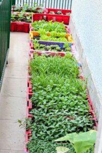 Vườn rau mini trong nhà