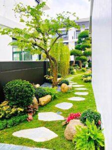 cỏ cẩm tú trang trí