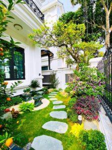 cỏ cẩm tú trang trí