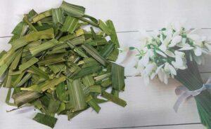 cỏ lá dứa trang trí