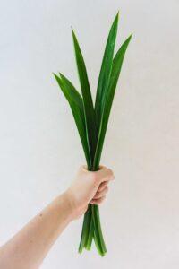cỏ lá dứa trang trí