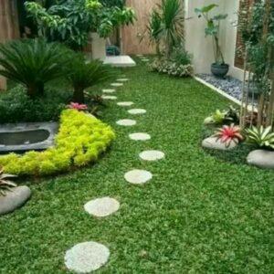 cỏ lá gừng trang trí