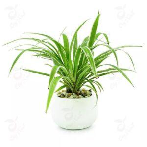 cỏ lan chi trang trí