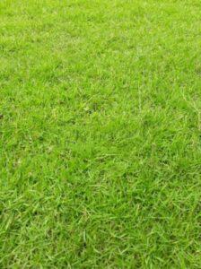 cỏ nhật bản trang trí