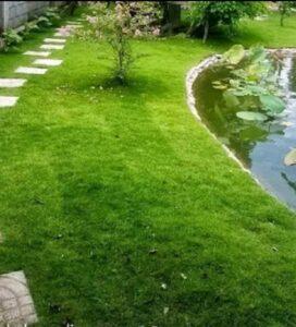 cỏ nhật bản trang trí