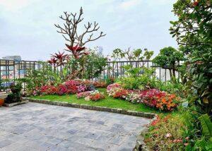 cỏ nhung nhật trang trí