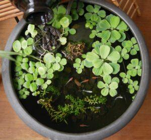 cỏ trang trí hồ cá