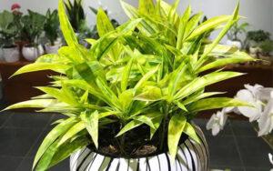 cỏ trúc nhật trang trí