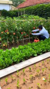 vườn rau bền vững