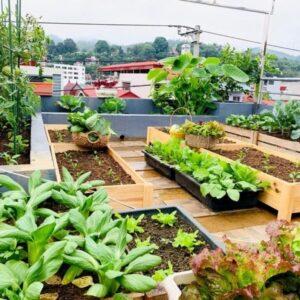 vườn rau đẹp mắt