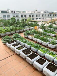 vườn rau không hóa chất
