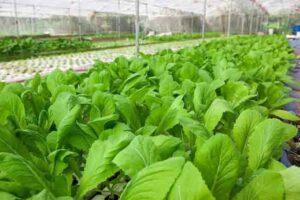 vườn rau không hóa chất