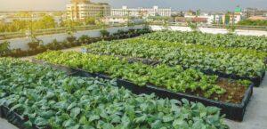 vườn rau năng suất cao