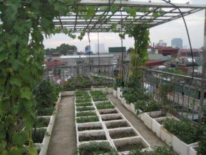 vườn rau ngoài trời