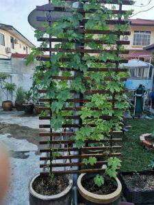 vườn rau nhỏ gọn