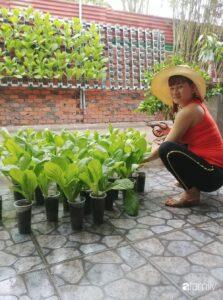 vườn rau nhỏ gọn
