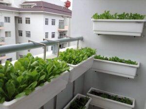 vườn rau sạch ban công