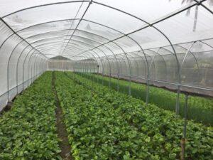 vườn rau sạch công nghệ cao