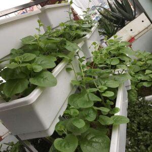 vườn rau sạch đẹp mắt