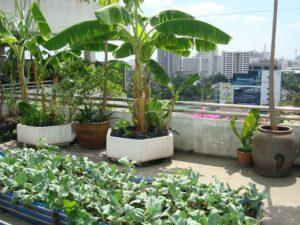 vườn rau sạch năng suất cao