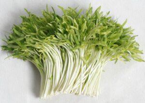 vườn rau sạch năng suất cao