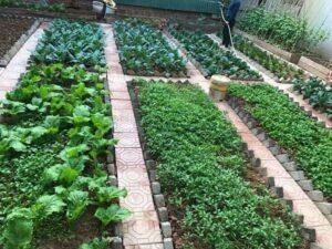 vườn rau sạch organic