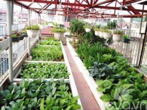 vườn rau sạch sân thượng