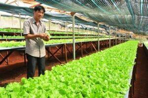 vườn rau sạch thủ công