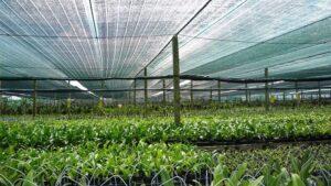 vườn rau sạch tiết kiệm chi phí