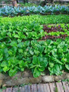 vườn rau sạch tiết kiệm diện tích